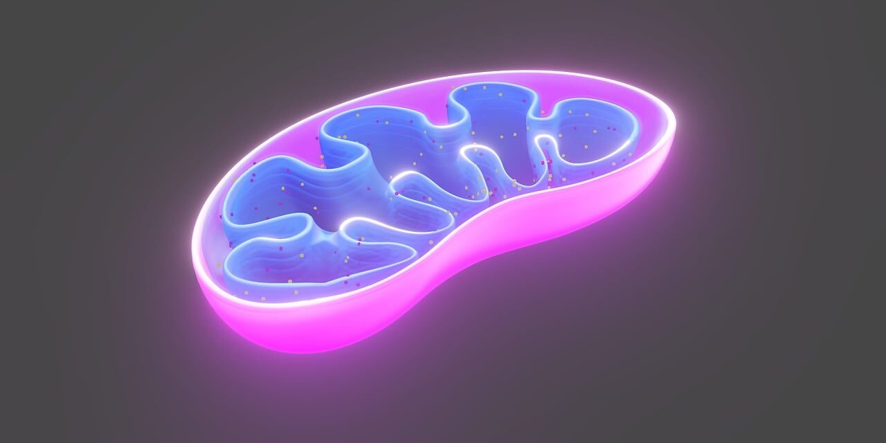 Die Verbindung zwischen Mitochondrien und Stammzellen bei der Krebsbehandlung: Ein hybrides orthomolekulares Protokoll