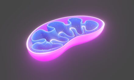 Die Verbindung zwischen Mitochondrien und Stammzellen bei der Krebsbehandlung: Ein hybrides orthomolekulares Protokoll