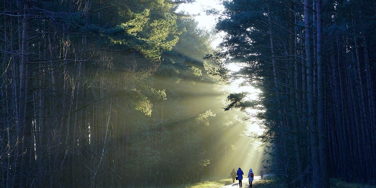 Die unerwarteten gesundheitlichen Vorteile des Waldbadens