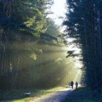 Die unerwarteten gesundheitlichen Vorteile des Waldbadens