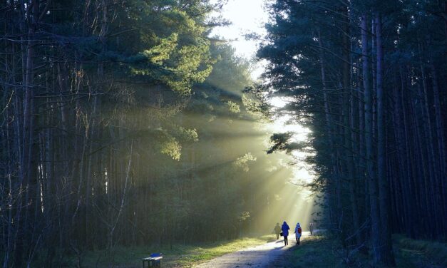 Die unerwarteten gesundheitlichen Vorteile des Waldbadens