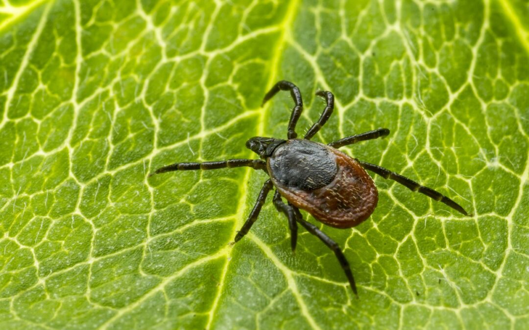 Wie Zecken zu Biowaffen wurden