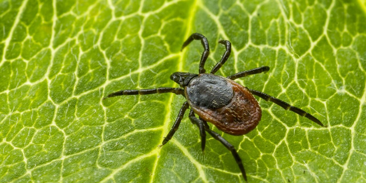 Wie Zecken zu Biowaffen wurden